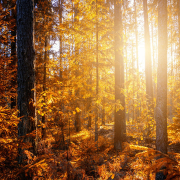 Back to Routine: Why Your Autumn Scent Reset Matters